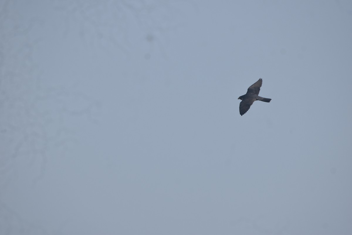 Peregrine Falcon - ML643518066