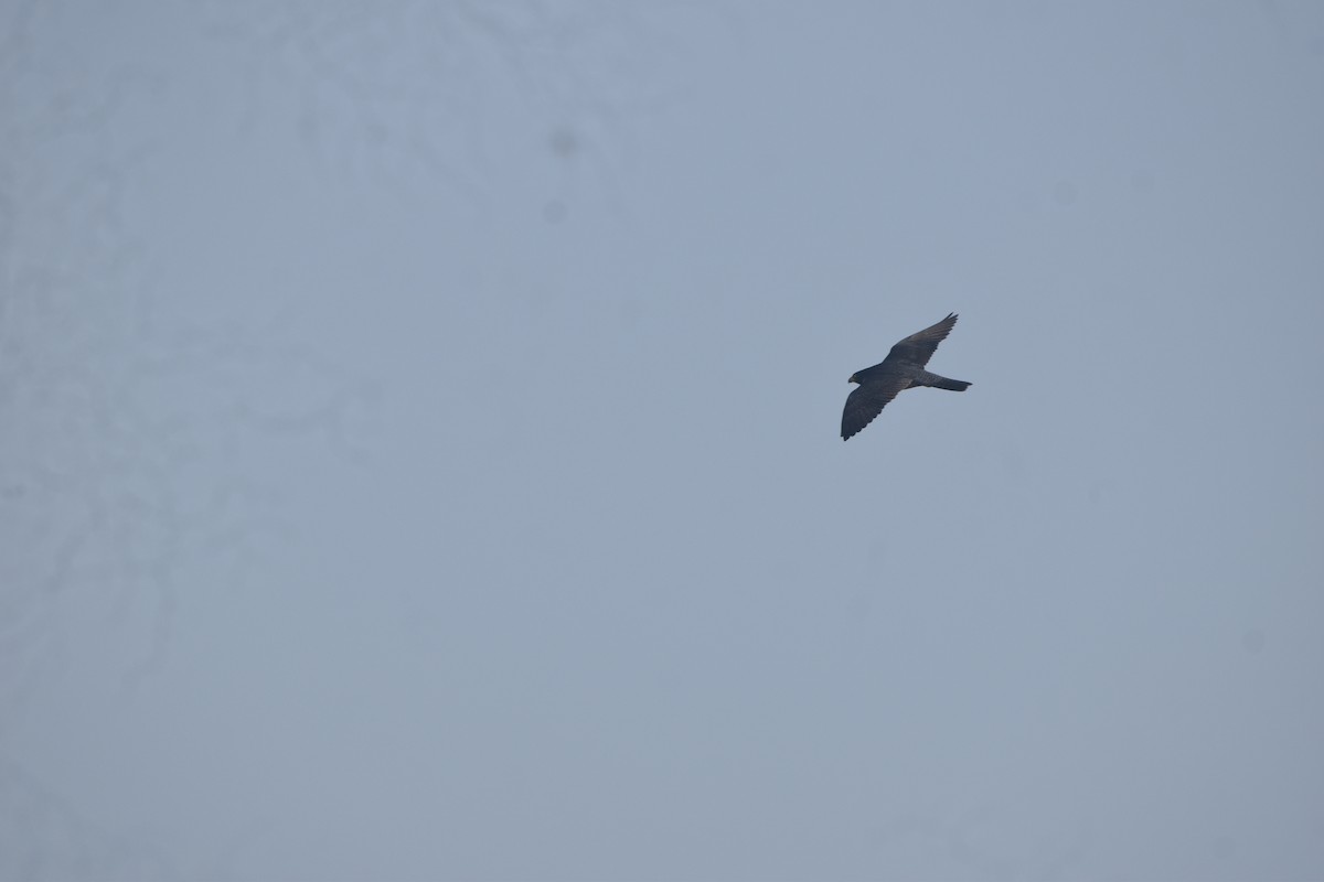 Peregrine Falcon - ML643518067