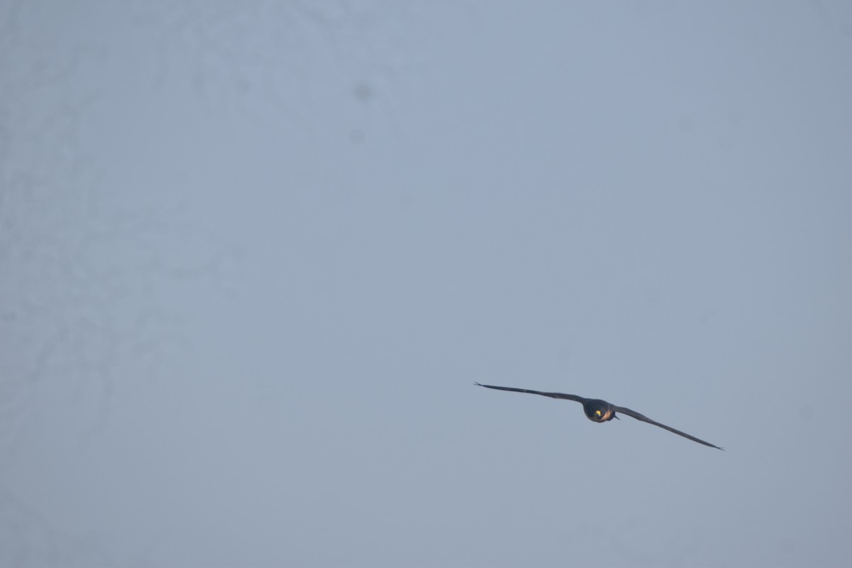 Peregrine Falcon - ML643518068
