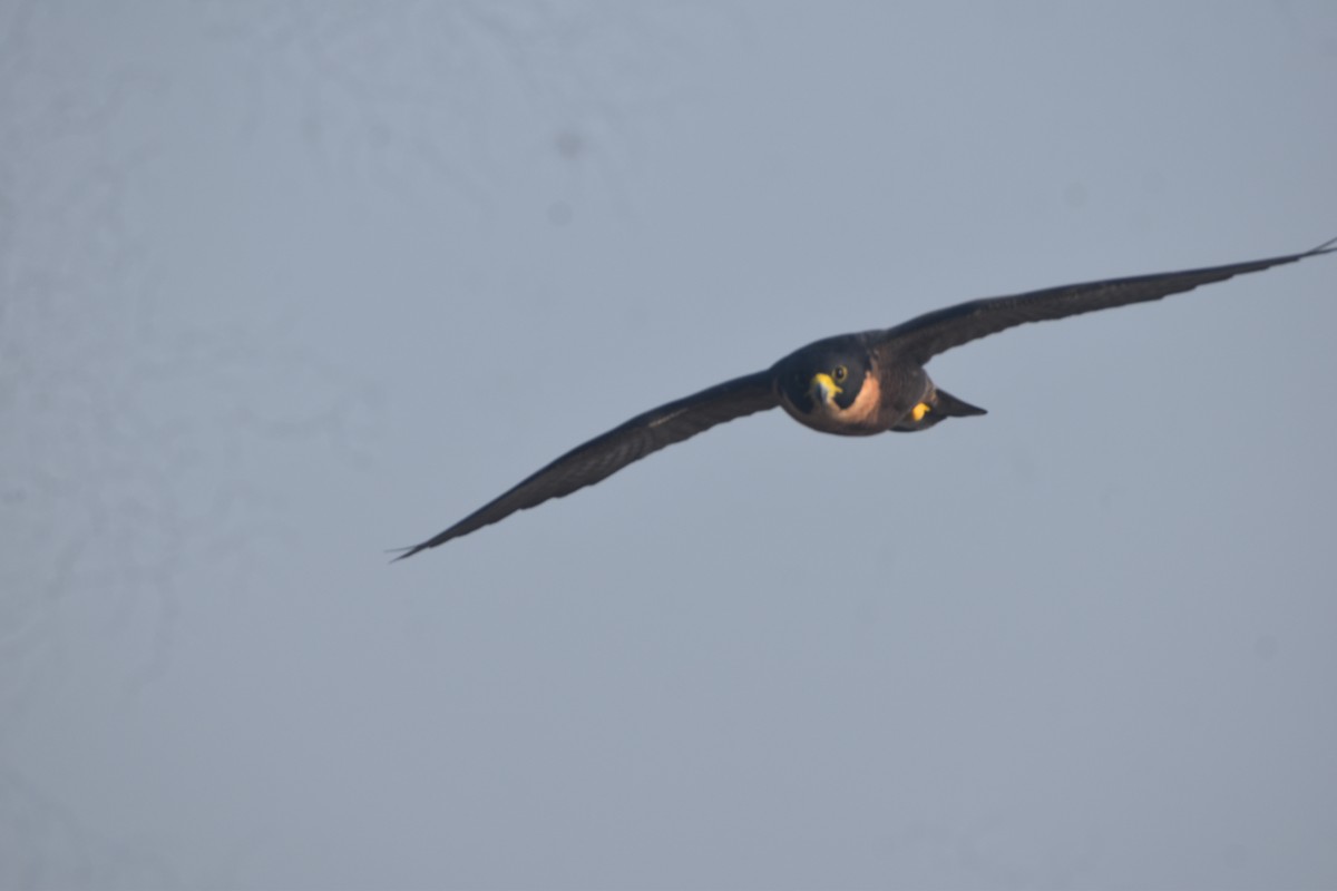 Peregrine Falcon - ML643518070