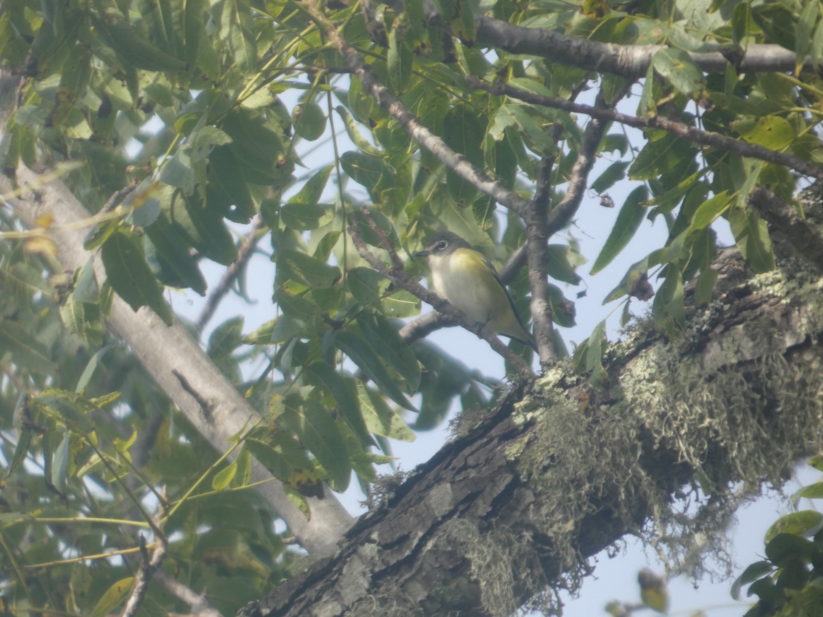 Blue-headed Vireo - ML643518071