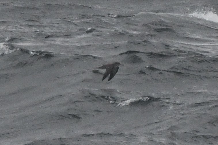 shearwater sp. - ML643518073