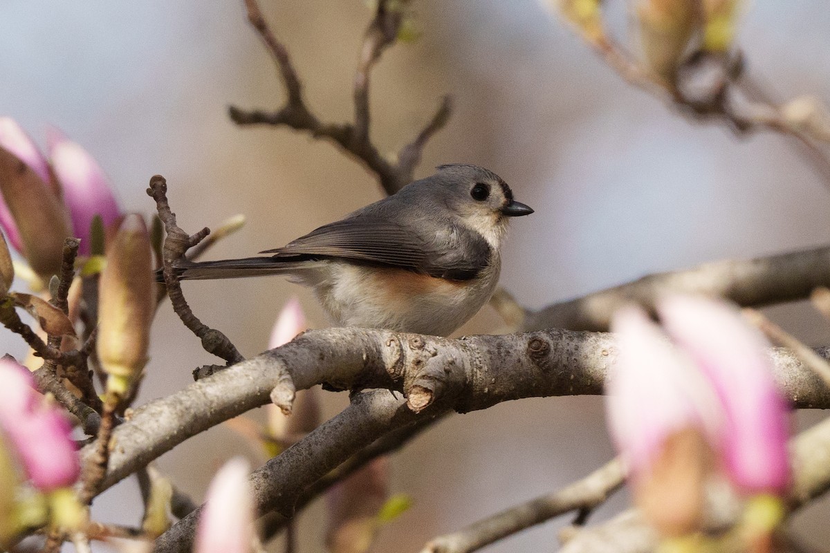 Mésange bicolore - ML643518074