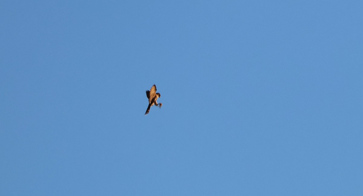 Merlin - ML643518077