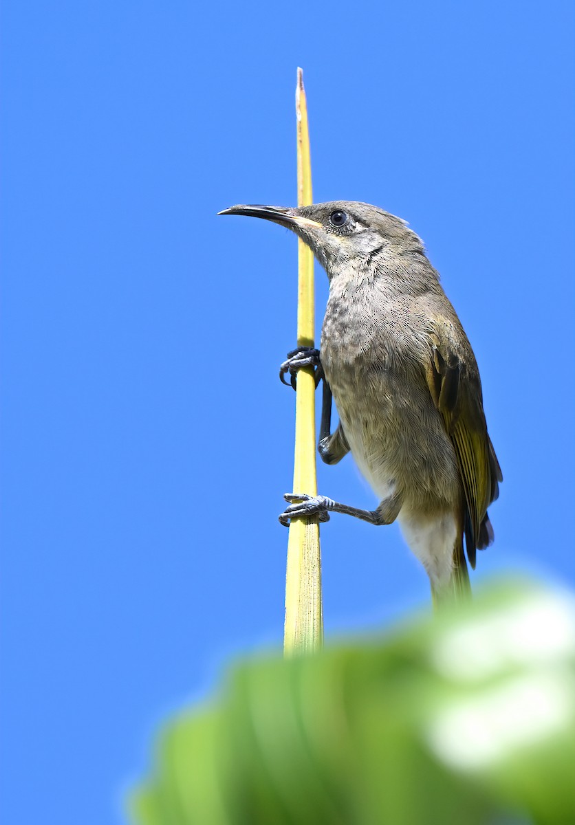 Gray-eared Honeyeater - ML643518078