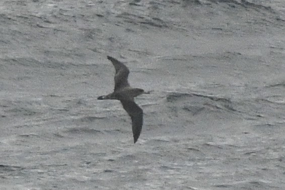 shearwater sp. - ML643518081