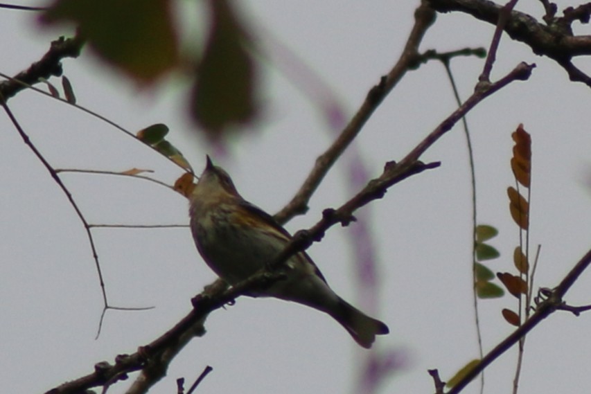 Миртовый певун - ML643518097