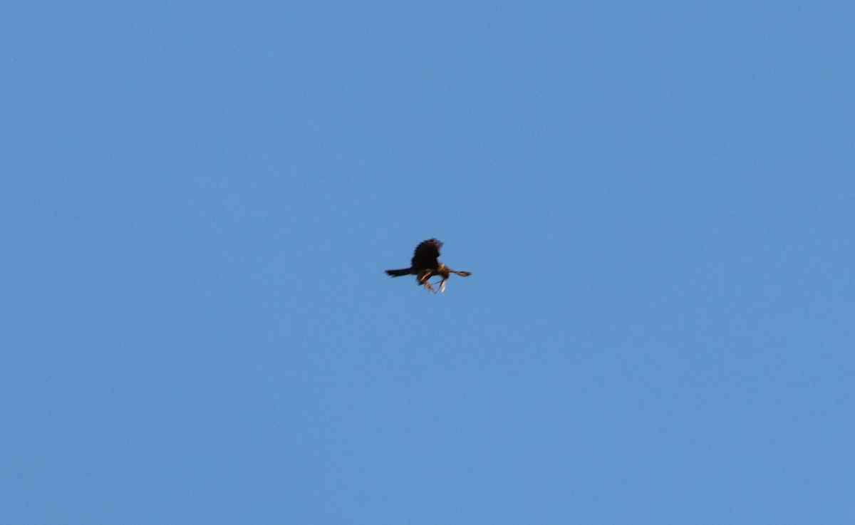 Merlin - ML643518103