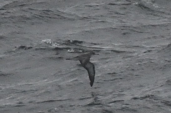 shearwater sp. - ML643518119