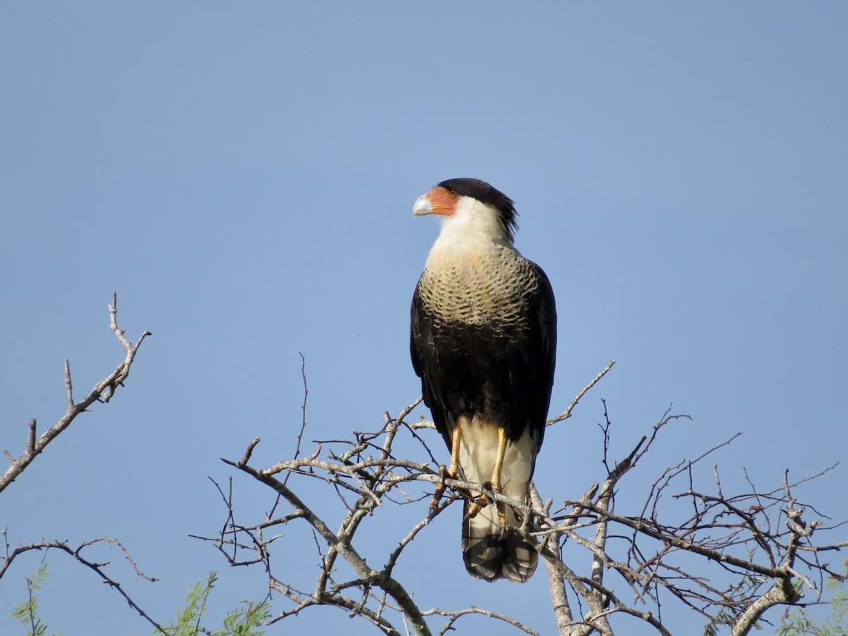 Crested Caracara (Northern) - ML643518124