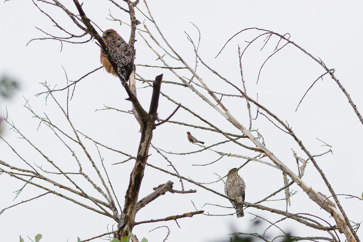 Red-shouldered Hawk - ML643518125