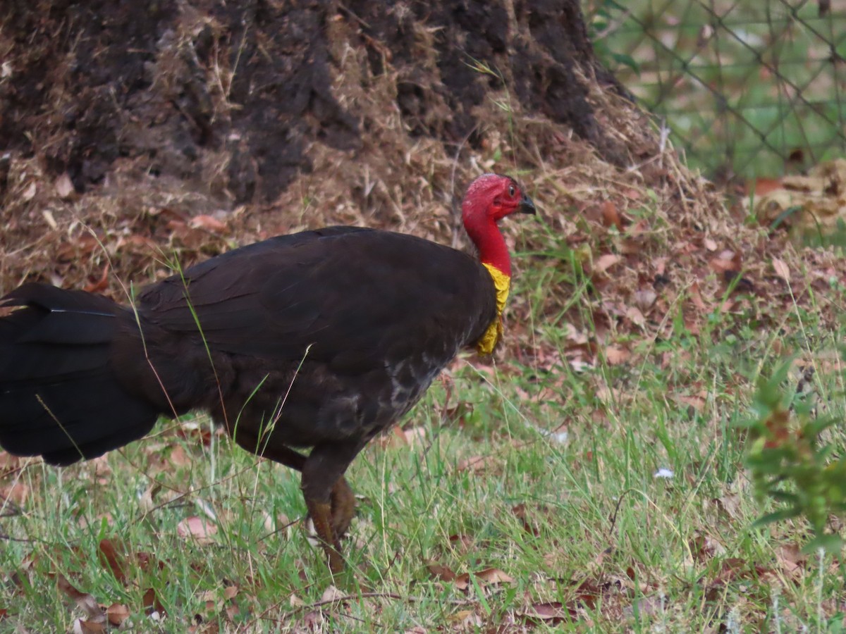 Australian Brushturkey - ML643518127