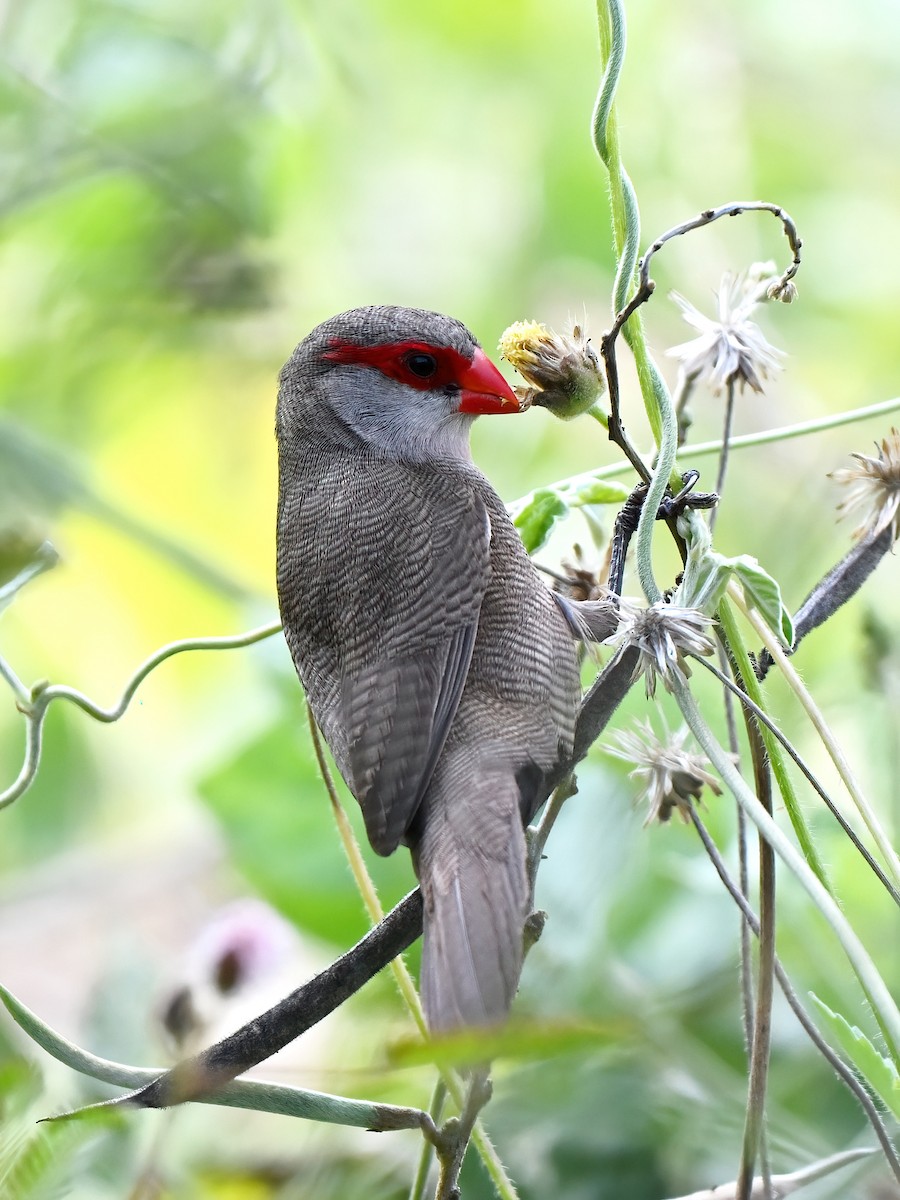 Common Waxbill - ML643518131