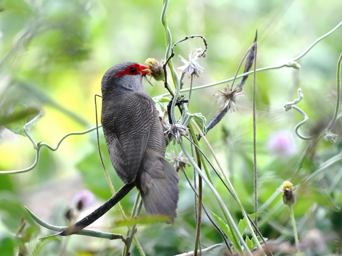Common Waxbill - ML643518132