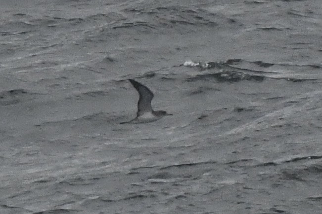 shearwater sp. - ML643518133