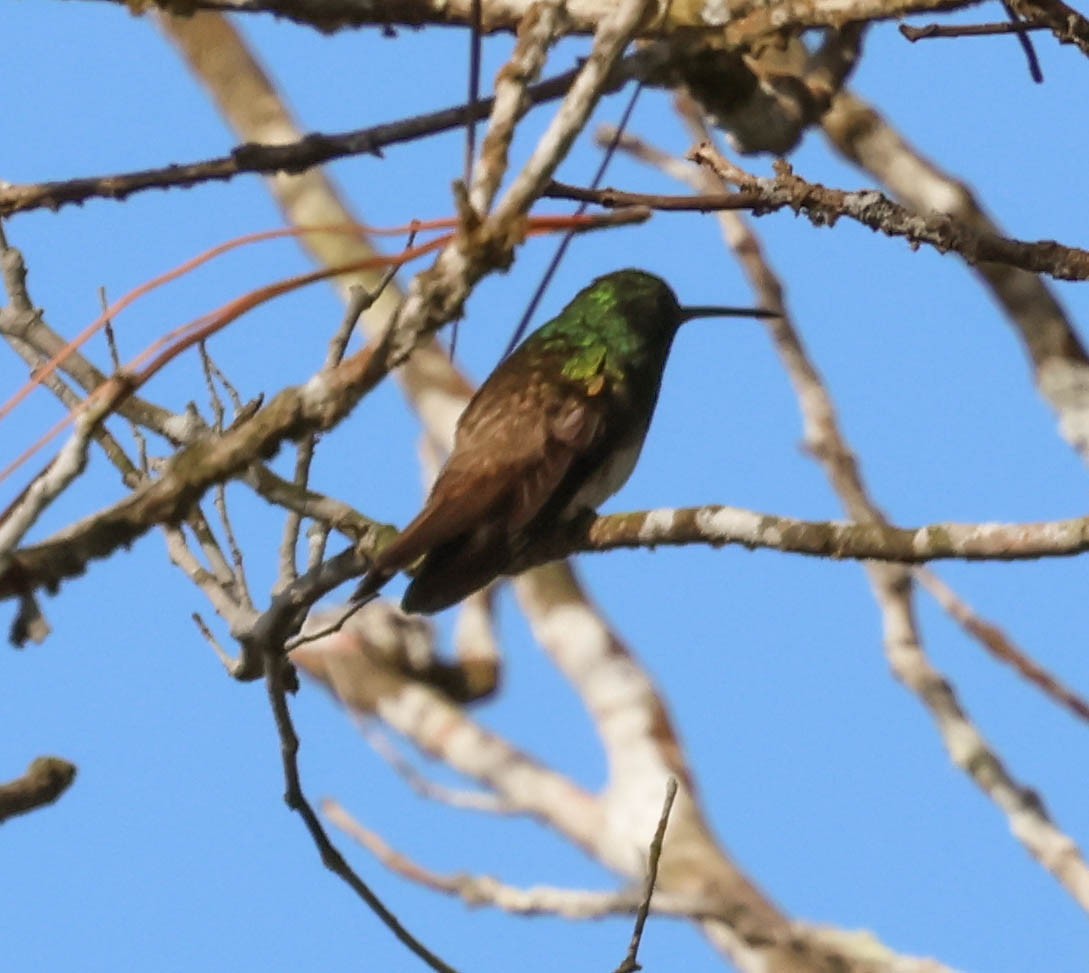 Snowy-bellied Hummingbird - ML643518134