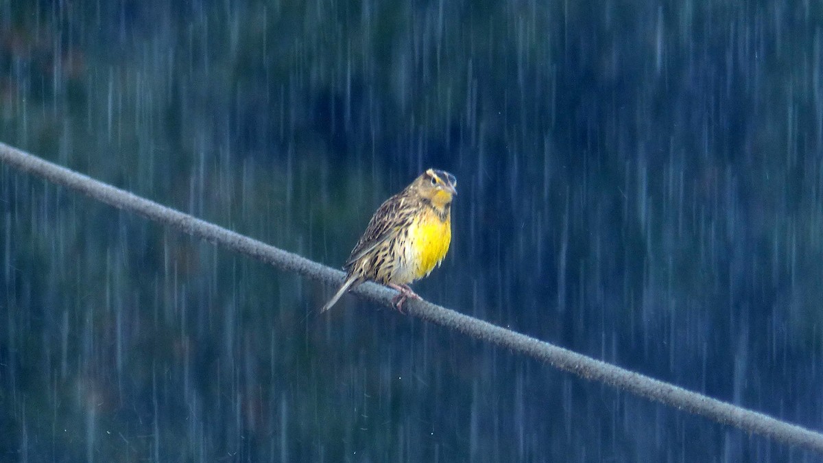 Western Meadowlark - ML643518135