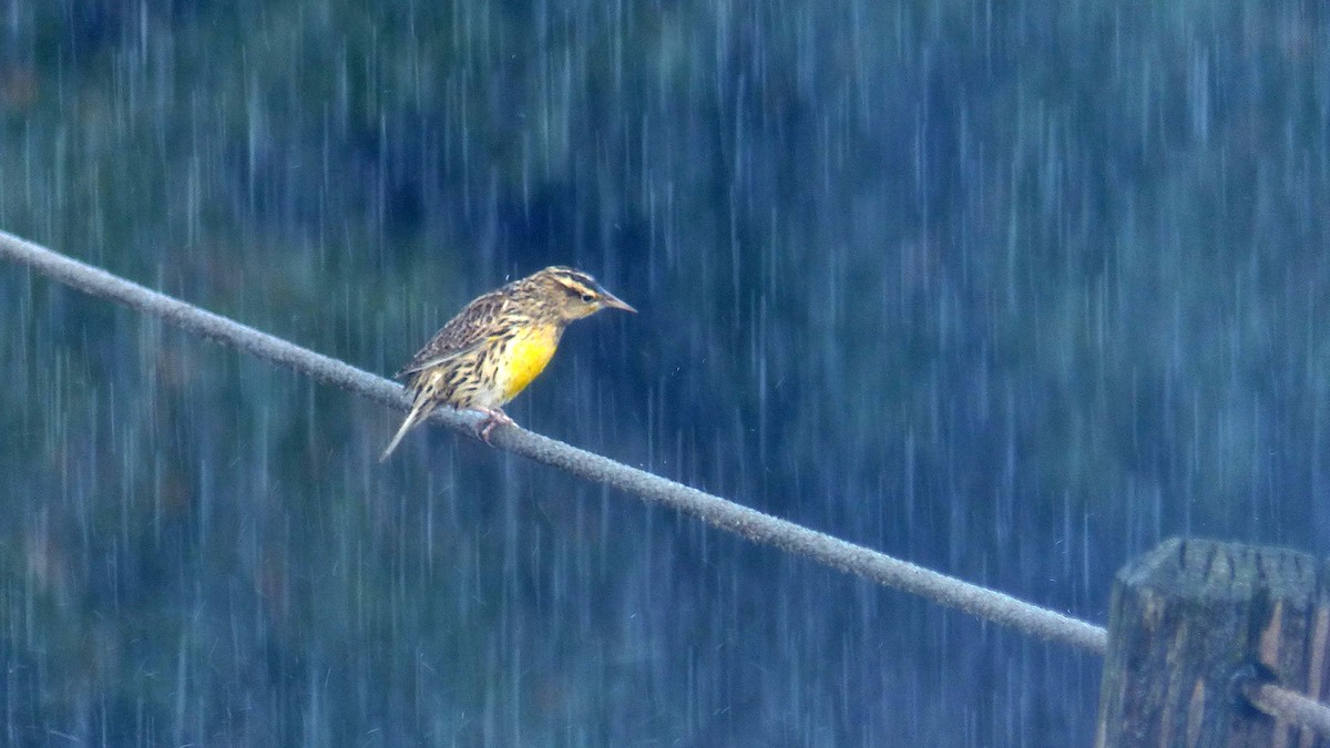 Western Meadowlark - ML643518136
