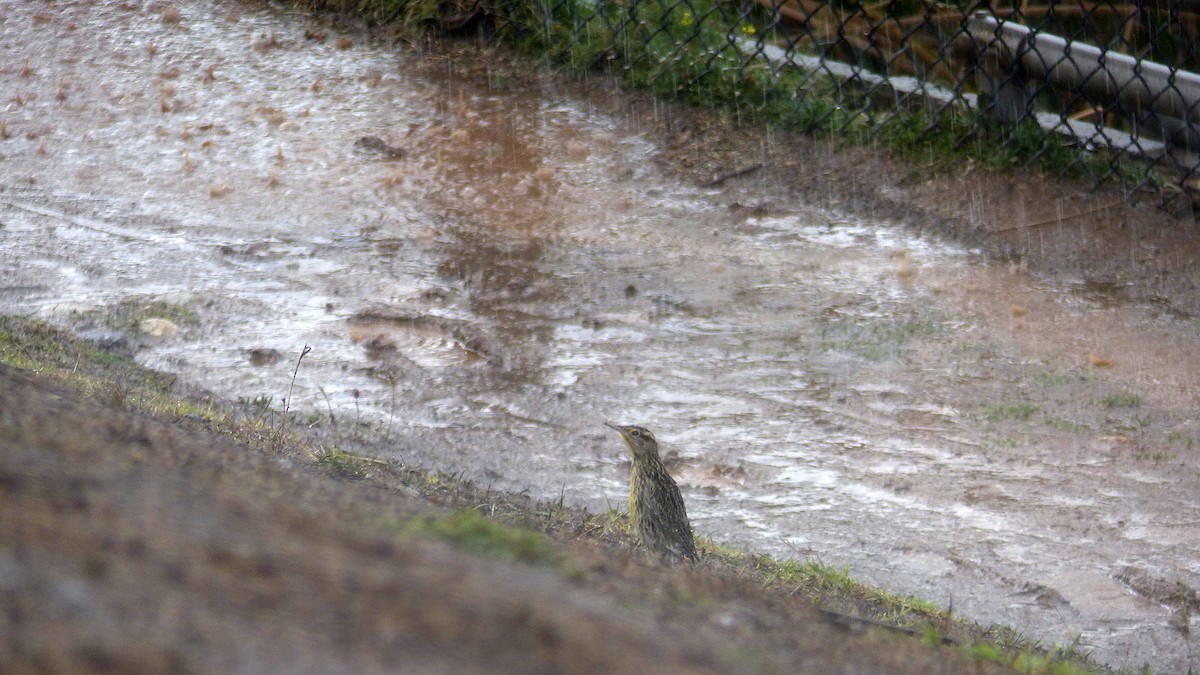 Western Meadowlark - ML643518138