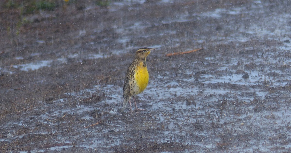 Western Meadowlark - ML643518139