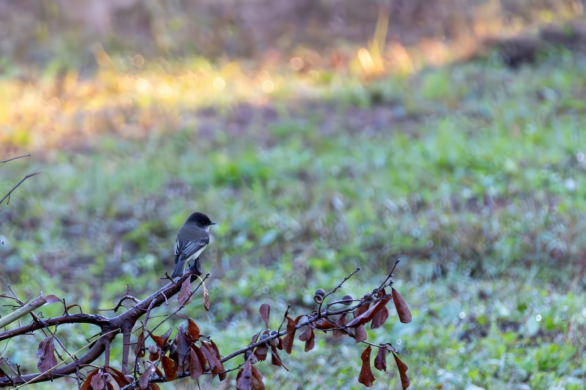 Eastern Phoebe - ML643518142