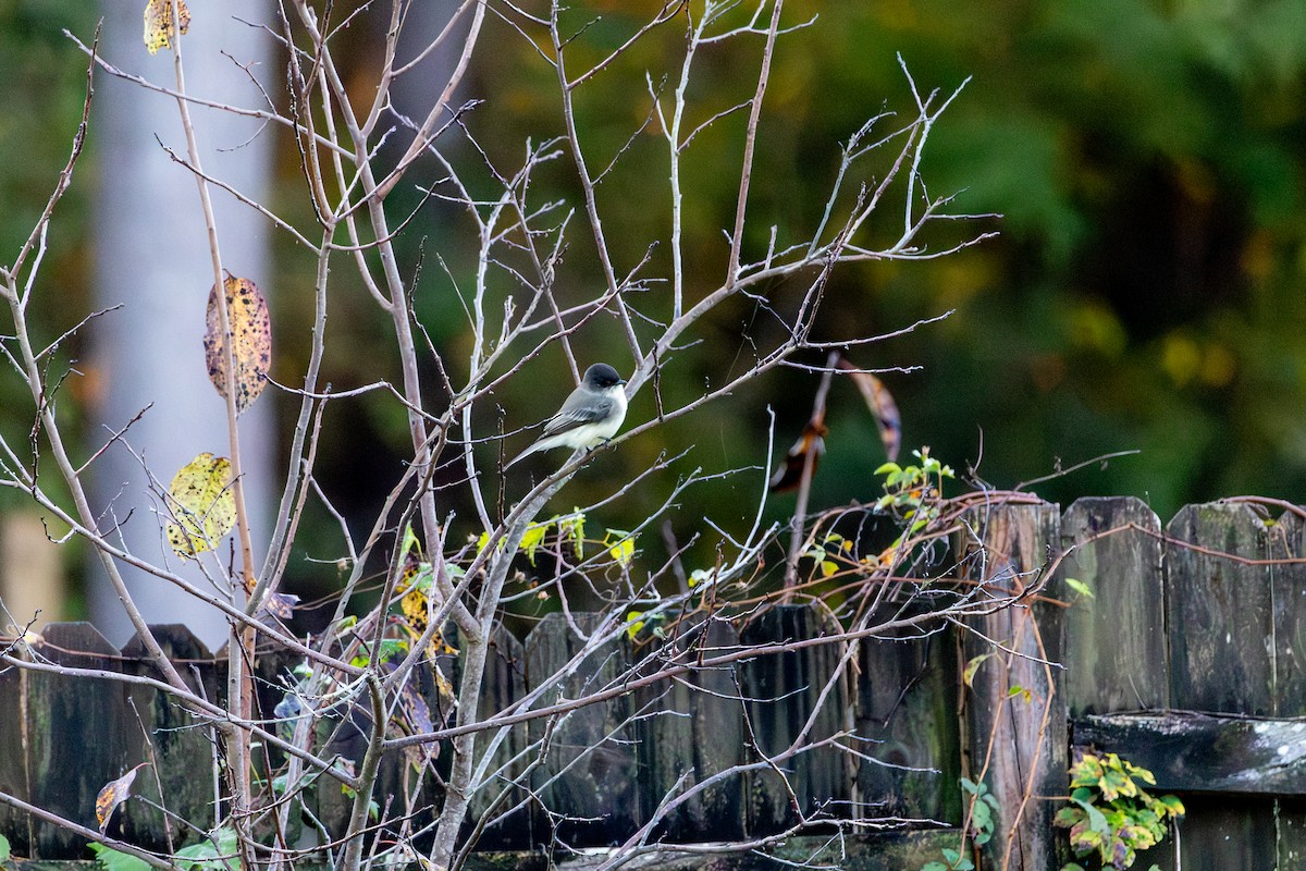 Eastern Phoebe - ML643518143