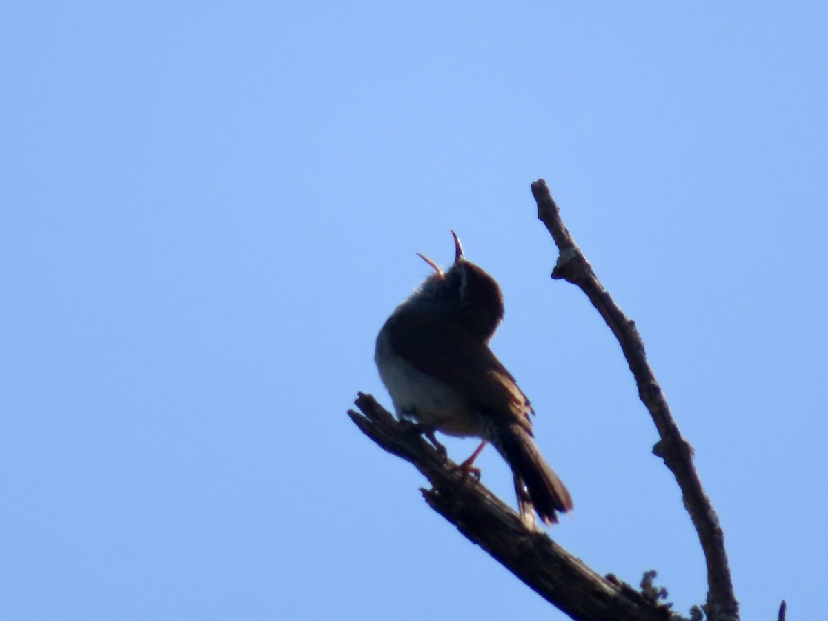 Bewick's Wren - ML643518147