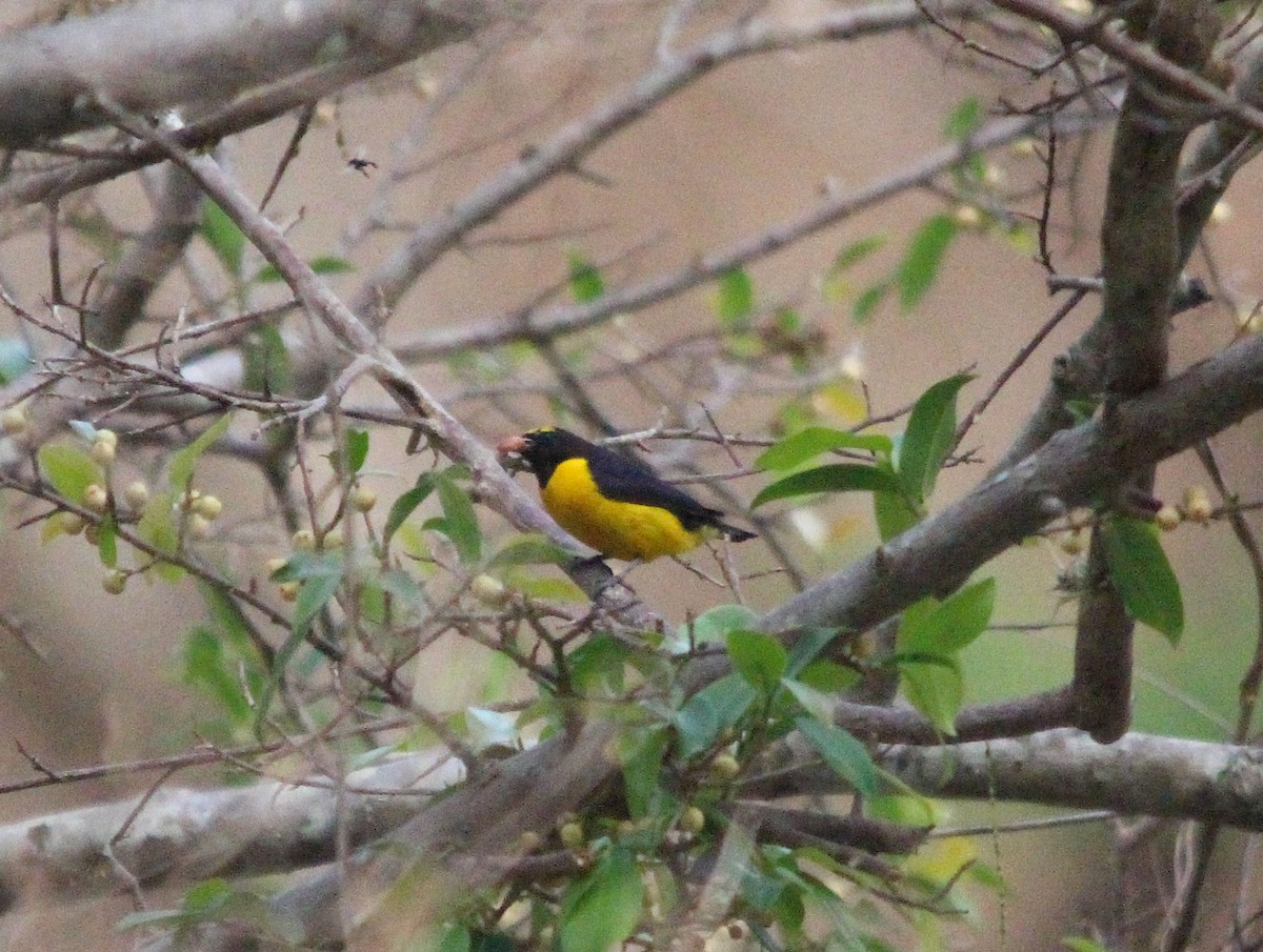 euphonia sp. - ML643518148