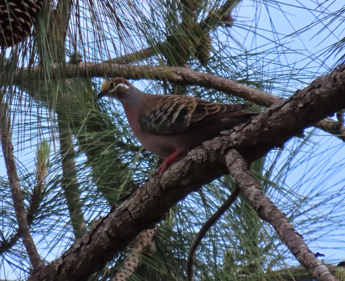Common Bronzewing - ML643518149
