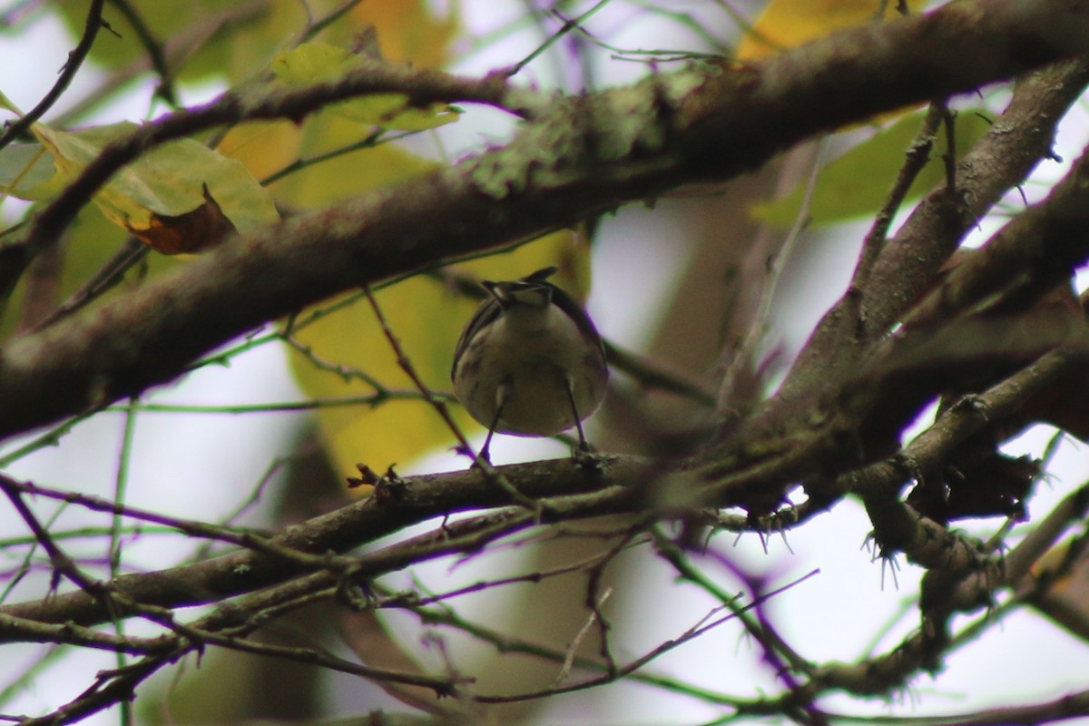 Yellow-rumped Warbler - ML643518150
