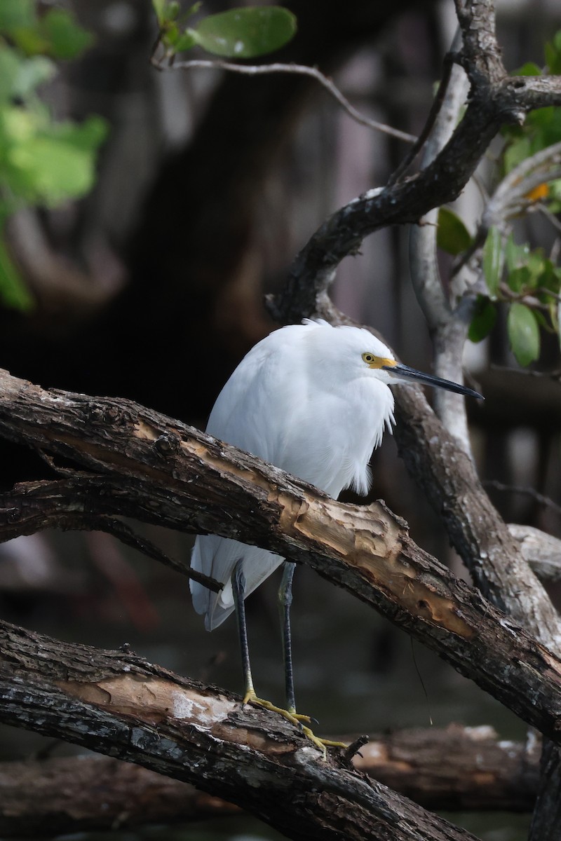 Snowy Egret - ML643518151