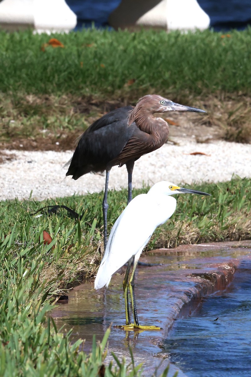 Snowy Egret - ML643518152