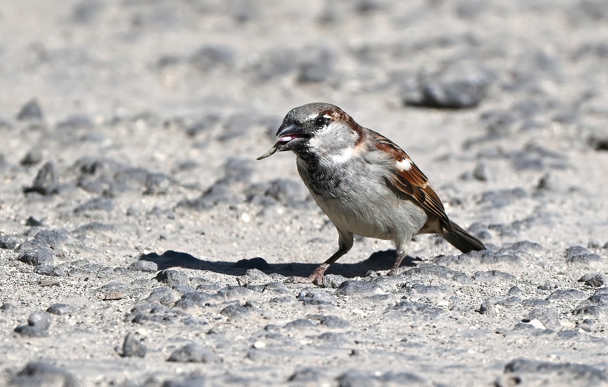 House Sparrow - ML643518153