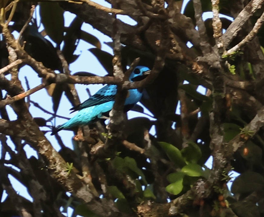 Blue Cotinga - ML643518154