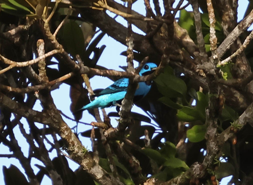 Blue Cotinga - ML643518155