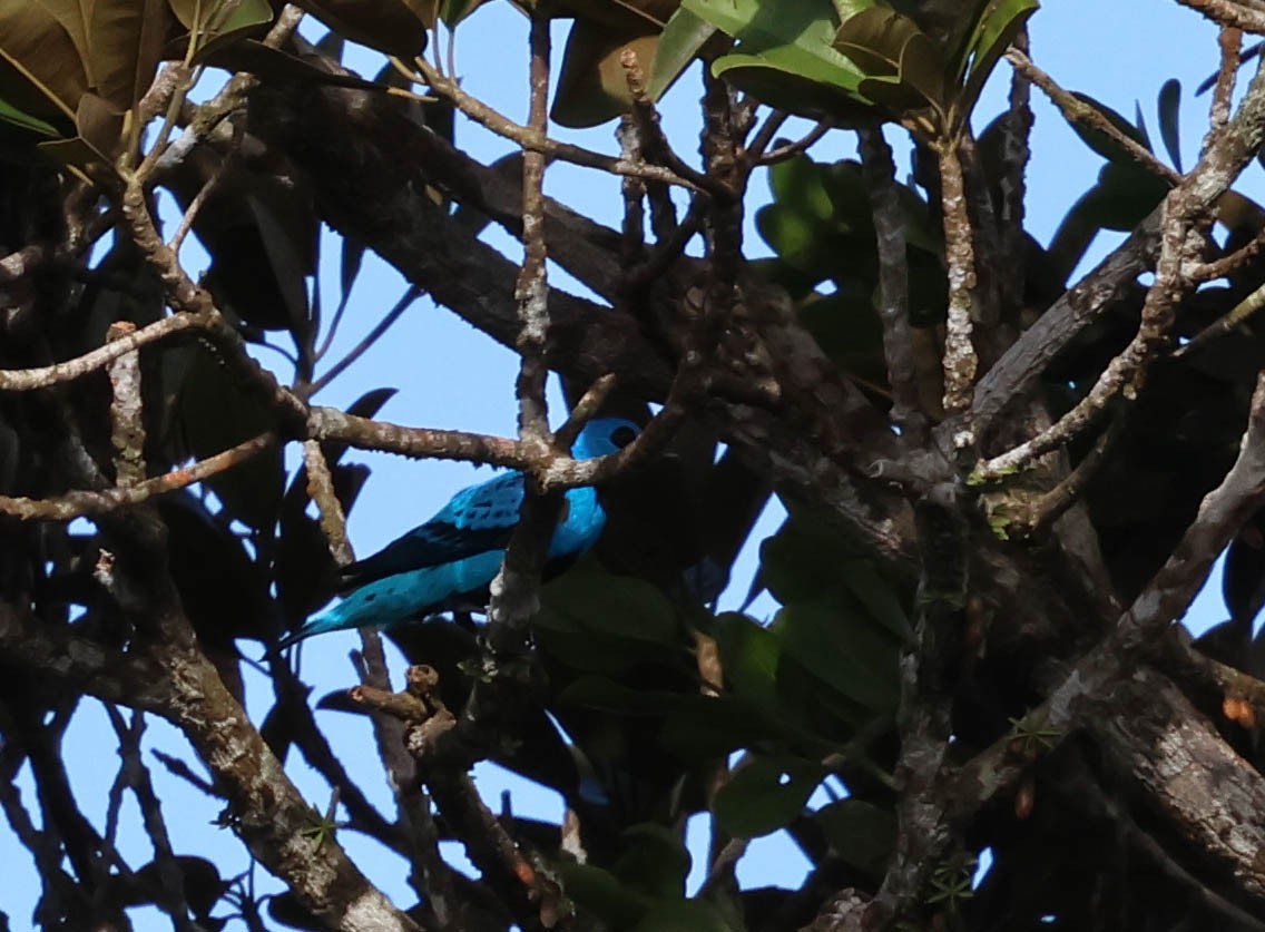 Blue Cotinga - ML643518156