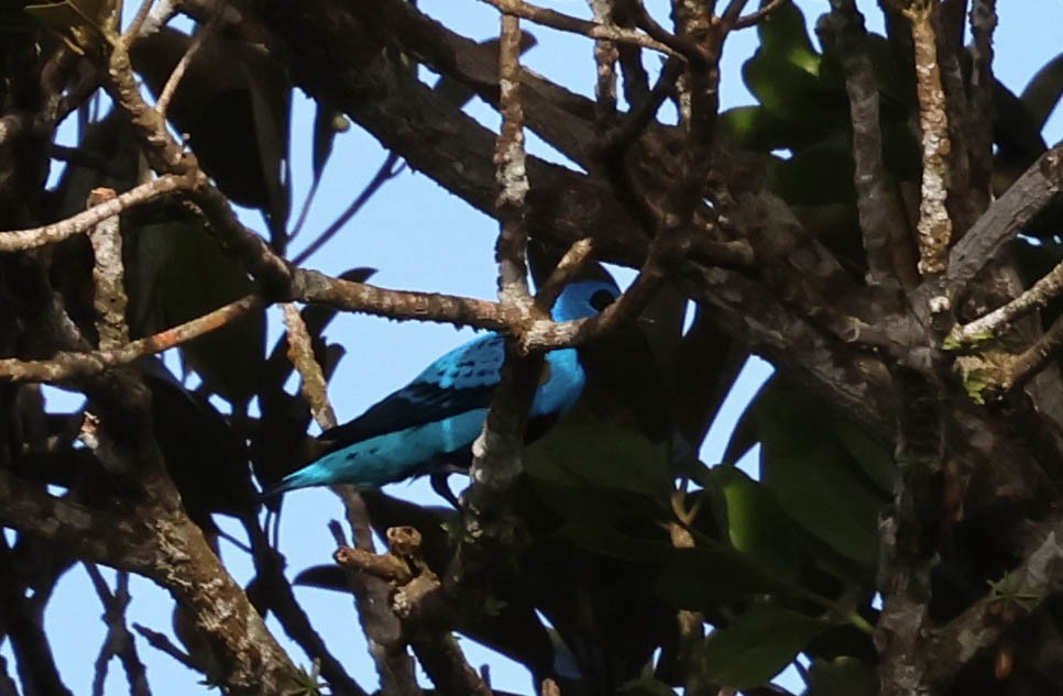 Blue Cotinga - ML643518157
