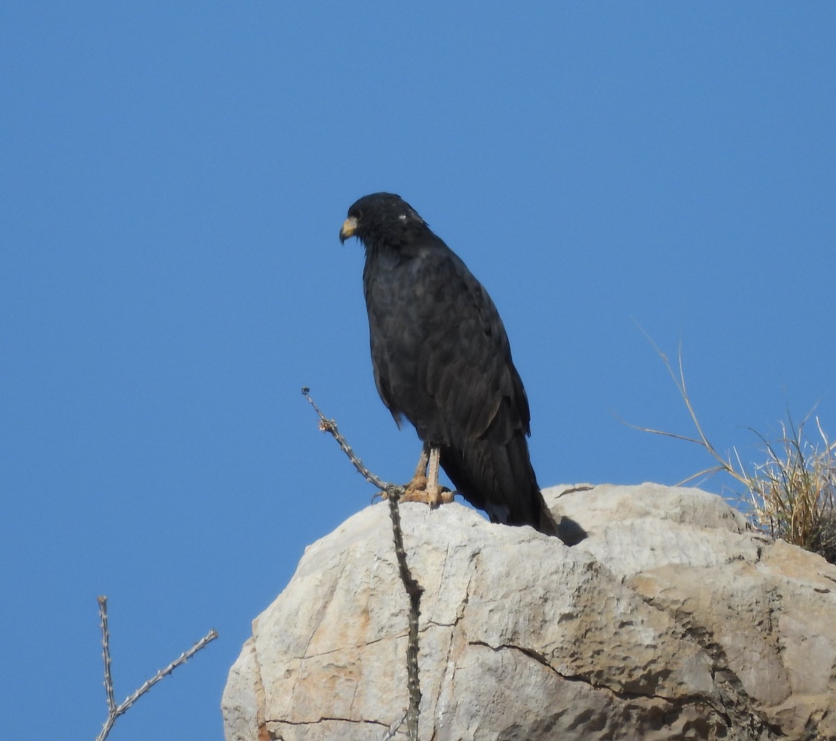 Common Black Hawk - ML643518159
