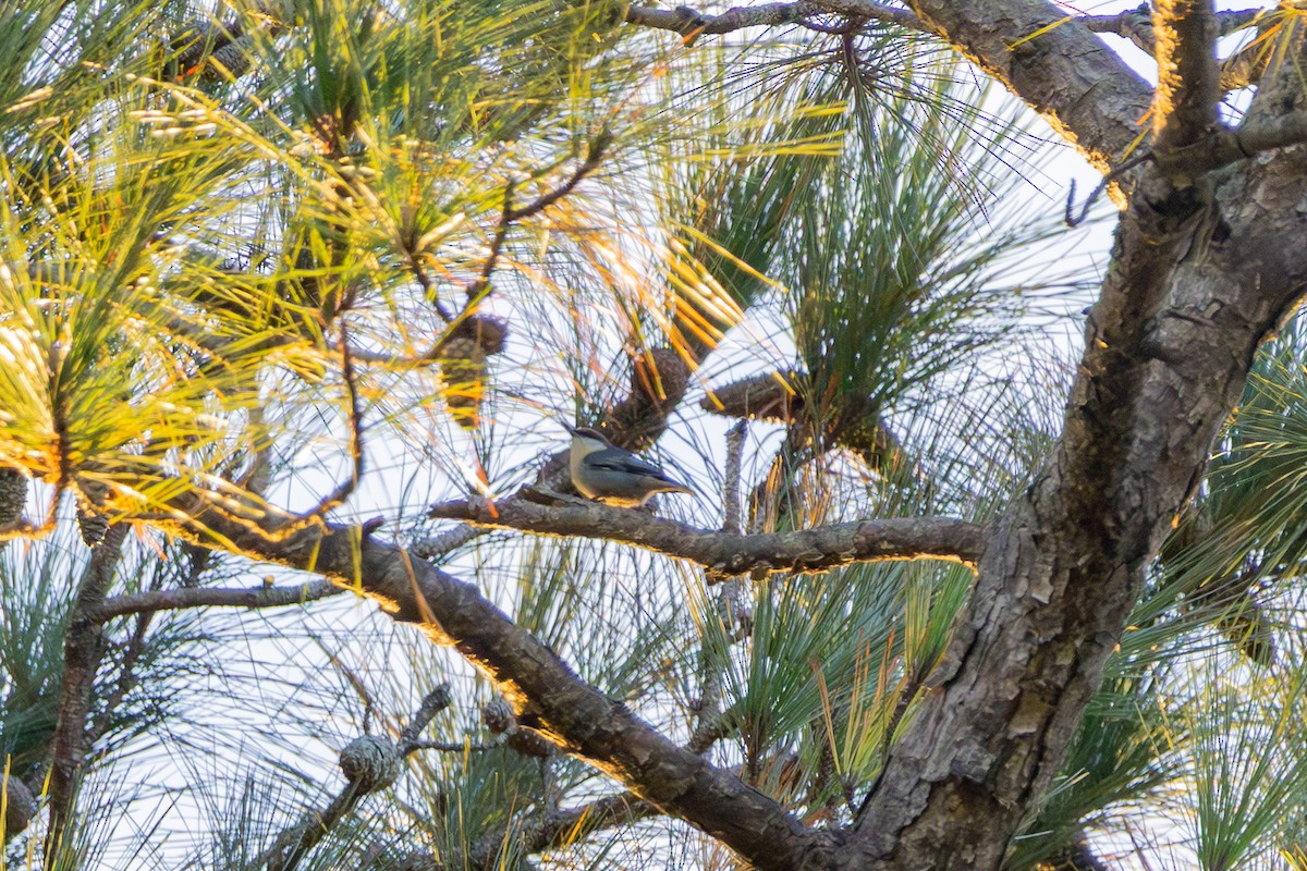 Brown-headed Nuthatch - ML643518160