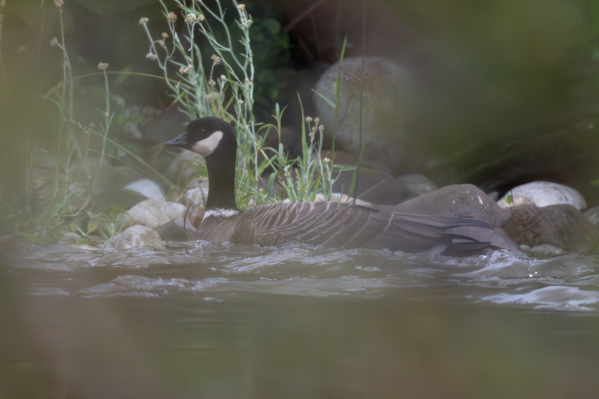 Cackling Goose (Aleutian) - ML643518161