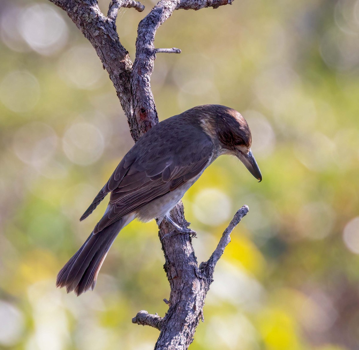 Gray Butcherbird - ML643518162