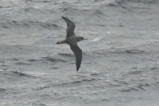 shearwater sp. - ML643518163