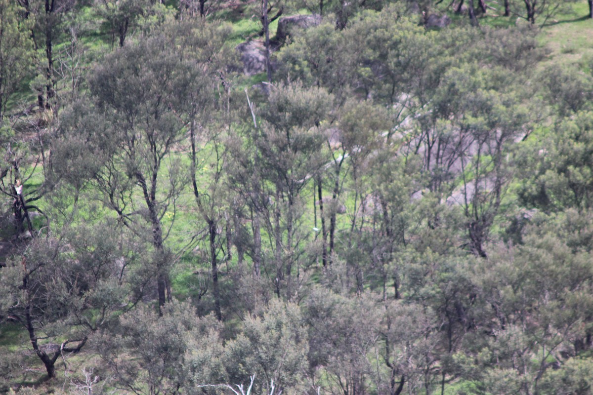 diurnal raptor sp. - ML643518170