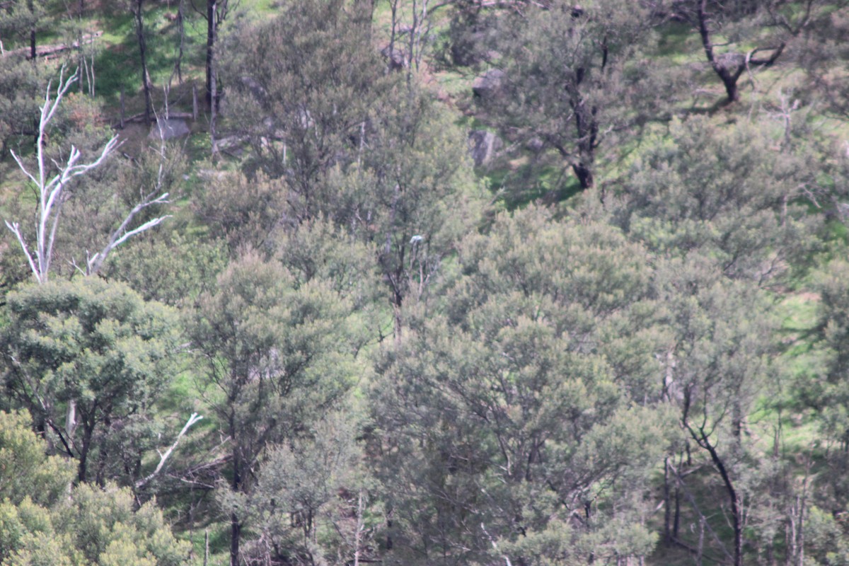 diurnal raptor sp. - ML643518171