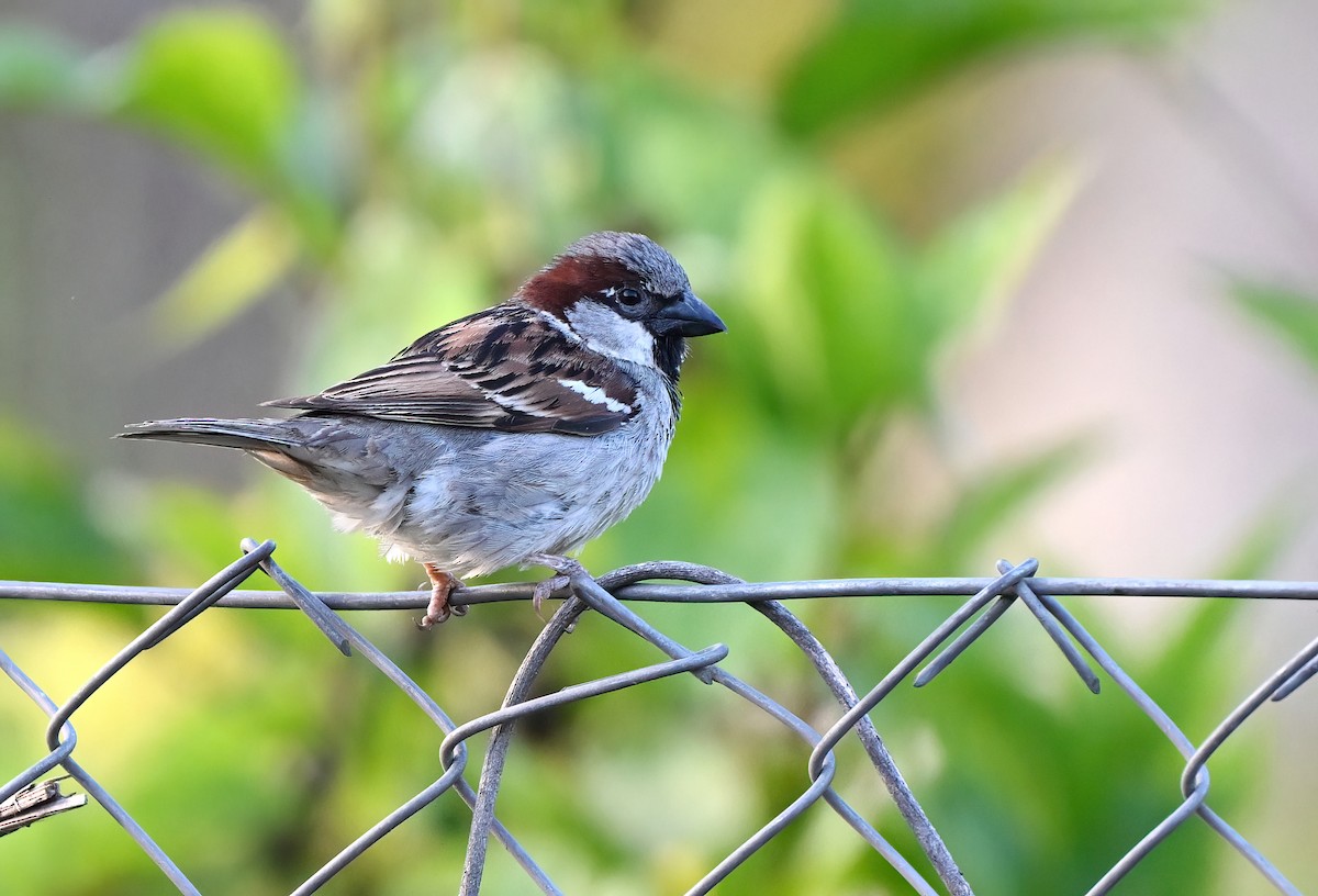 House Sparrow - ML643518175