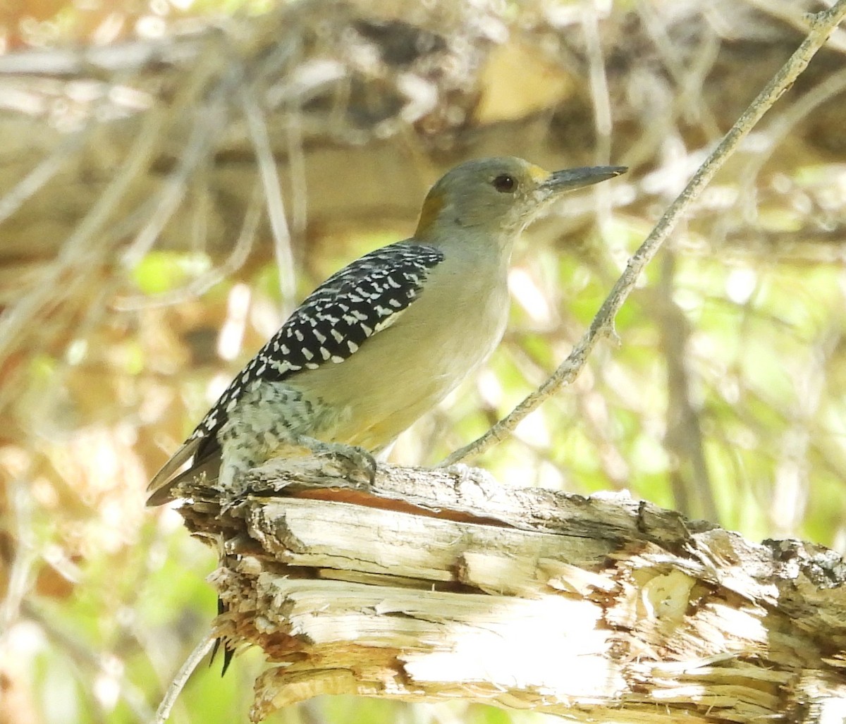 Golden-fronted Woodpecker - ML643518177