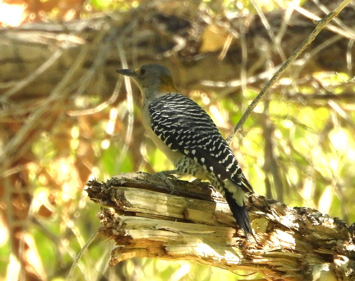 Golden-fronted Woodpecker - ML643518178