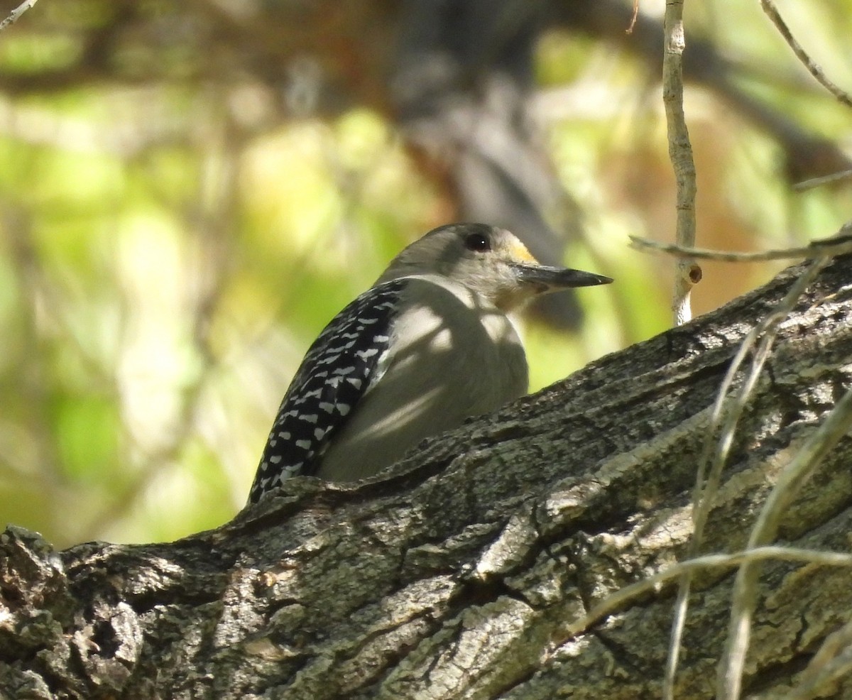 Golden-fronted Woodpecker - ML643518179