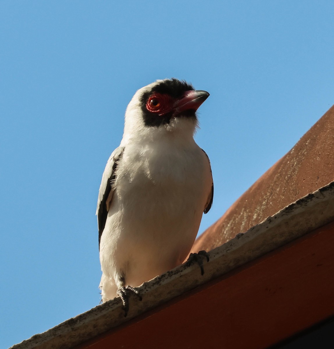 Weißnackenbekarde - ML643518185