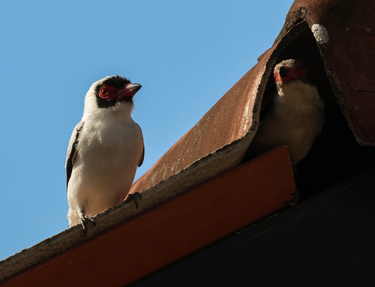 Weißnackenbekarde - ML643518186